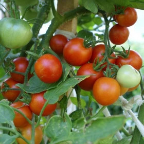 Черри на Засол Ц(УД)