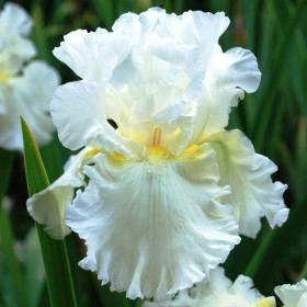 Элизабет Полдарк герм 1шт