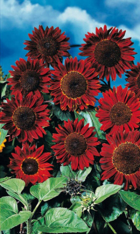 Малиновая королева Ц(УД)