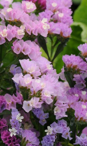 Суприм Розовая Ц(УД)