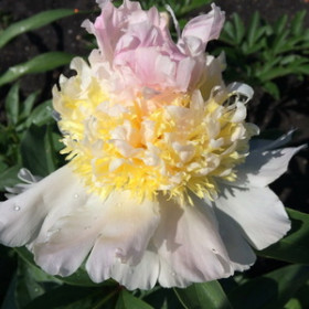 Топ Брасс (трехцвет) 1шт Поиск