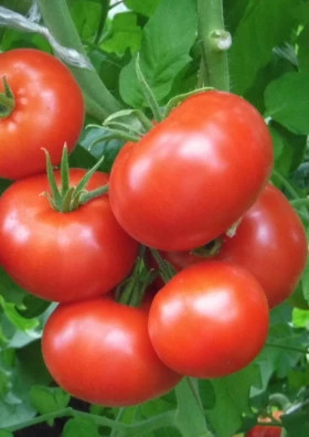 Гунин Киров