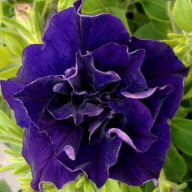 Дабл Каскад (100шт) Блю