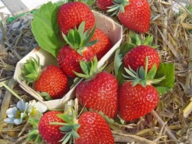 Дарселект (ранняя)  5шт