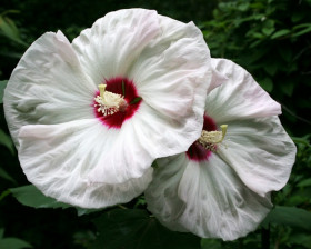 Олд Йелла/2шт