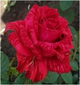 Ред Интуишн (ЗКС) ЖИЛЯК