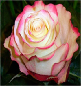 Свитнес (ЗКС) ЖИЛЯК