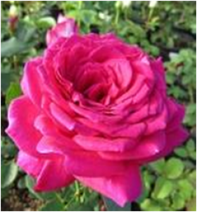 Секси Парфюмелла (ЗКС) ЖИЛЯК