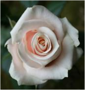 Талея (ЗКС) ЖИЛЯК