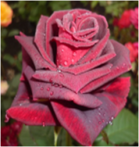 Фиджи Негро (ЗКС) ЖИЛЯК