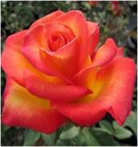 Хай Мэджик (ЗКС) ЖИЛЯК