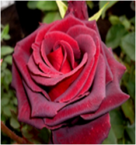 Черная магия (ЗКС) ЖИЛЯК