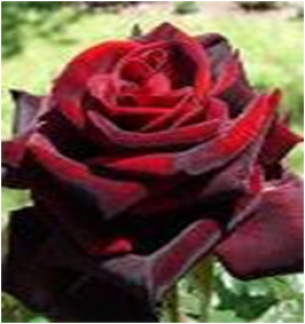 Черный принц (ЗКС) ЖИЛЯК