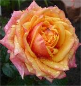 Черри Бренди (ЗКС) ЖИЛЯК