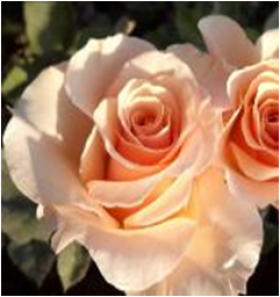 Шантелла (ЗКС) ЖИЛЯК