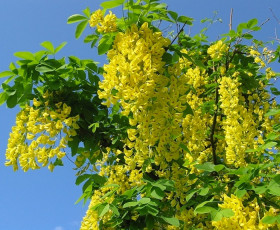 Акация Карагана жёлтая Поиск