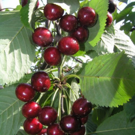 Веда 1шт/ Поиск