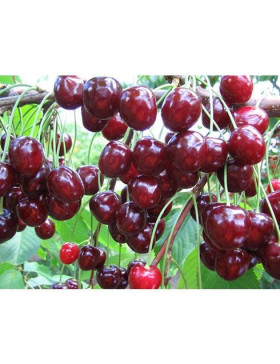 Ленинградская чёрная 1шт/сетка Поиск