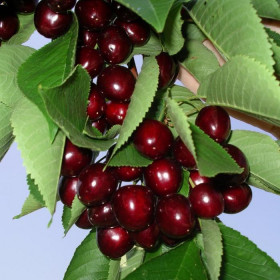 Мичуринка /сетка Поиск