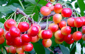 Фатеж/сетка 1 шт Поиск