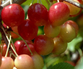 Юлия 1шт/сетка Поиск