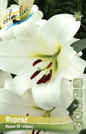 Фореве 12/14 (ОТ) 5шт