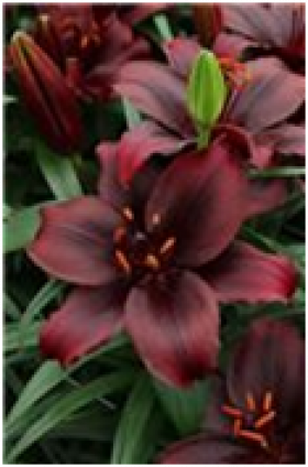 Мапира (азиат.) 5шт