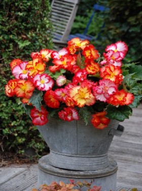 Криспа Маргината Смесь 2шт