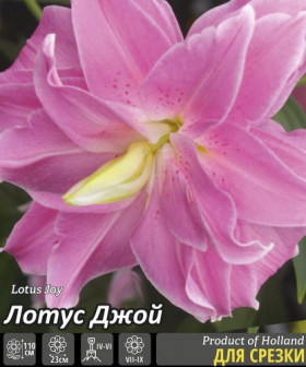 Лотус Джой (вост,махр) 5шт