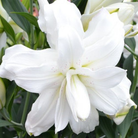 Лотус Пьюр (вост.махр) 5шт