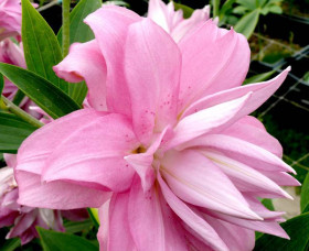 Лотус Спринг (вост махр ) 12/14 5шт