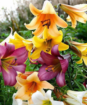 Смесь трубчатых лилий 12/14 5шт