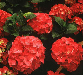 Лихтфайр крупнолист 1шт Поиск