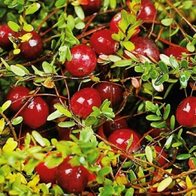 Бергман 1шт