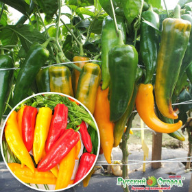 Бивни Мамонта русский размер слад. Ц(Н)