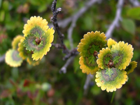 Голден Дрим 1шт