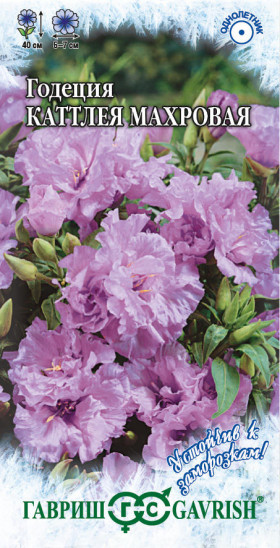 Каттлея махровая Ц(Г)