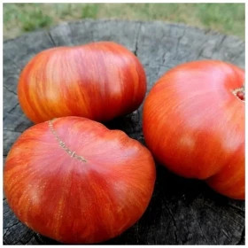 Минусинский Биколор /Мязина