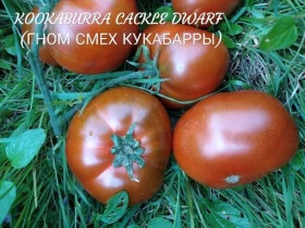 Смех Кукабарры Гном /Мязина