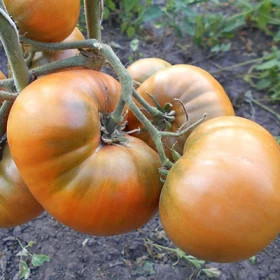 Улуру Охра Гном /Мязина