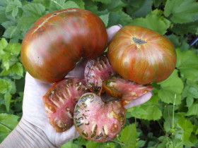 Шоколадная молния Гном /Мязина