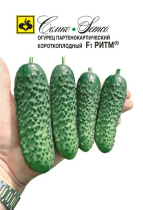 Ритм (Семко)