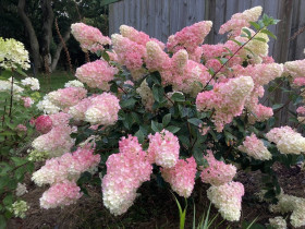 Мельба Фрайз Р9 квадр/без картинки/ в ящиках