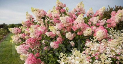 Строберри Блоссом Р9 квадр/без картинки/ в ящиках