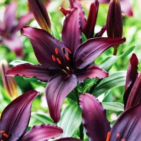 Блэклист (аз.) 5шт