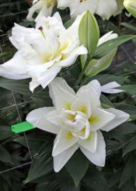 Близзард 12/14 (вост махр) 5шт