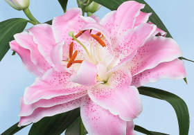 Сальво (вост махр) 5шт