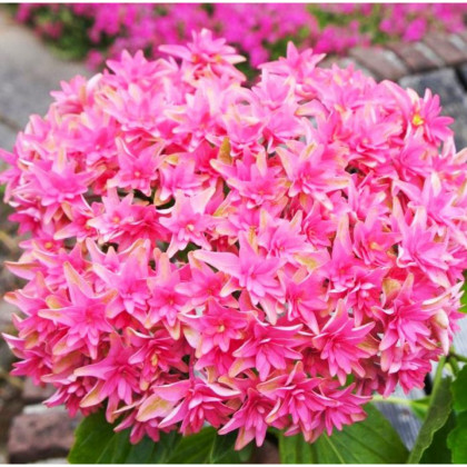 Принцесса Диана, р-р P12