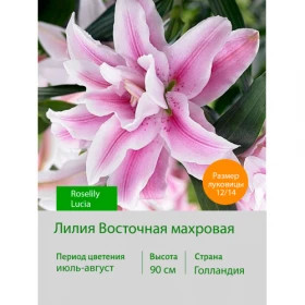 Roselily Люсия 12/14 (вост.махр) 5шт