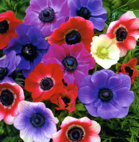 Де каен смесь 10шт